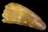 Fossil Crocodile (Elosuchus) Tooth - Morocco #127163-1